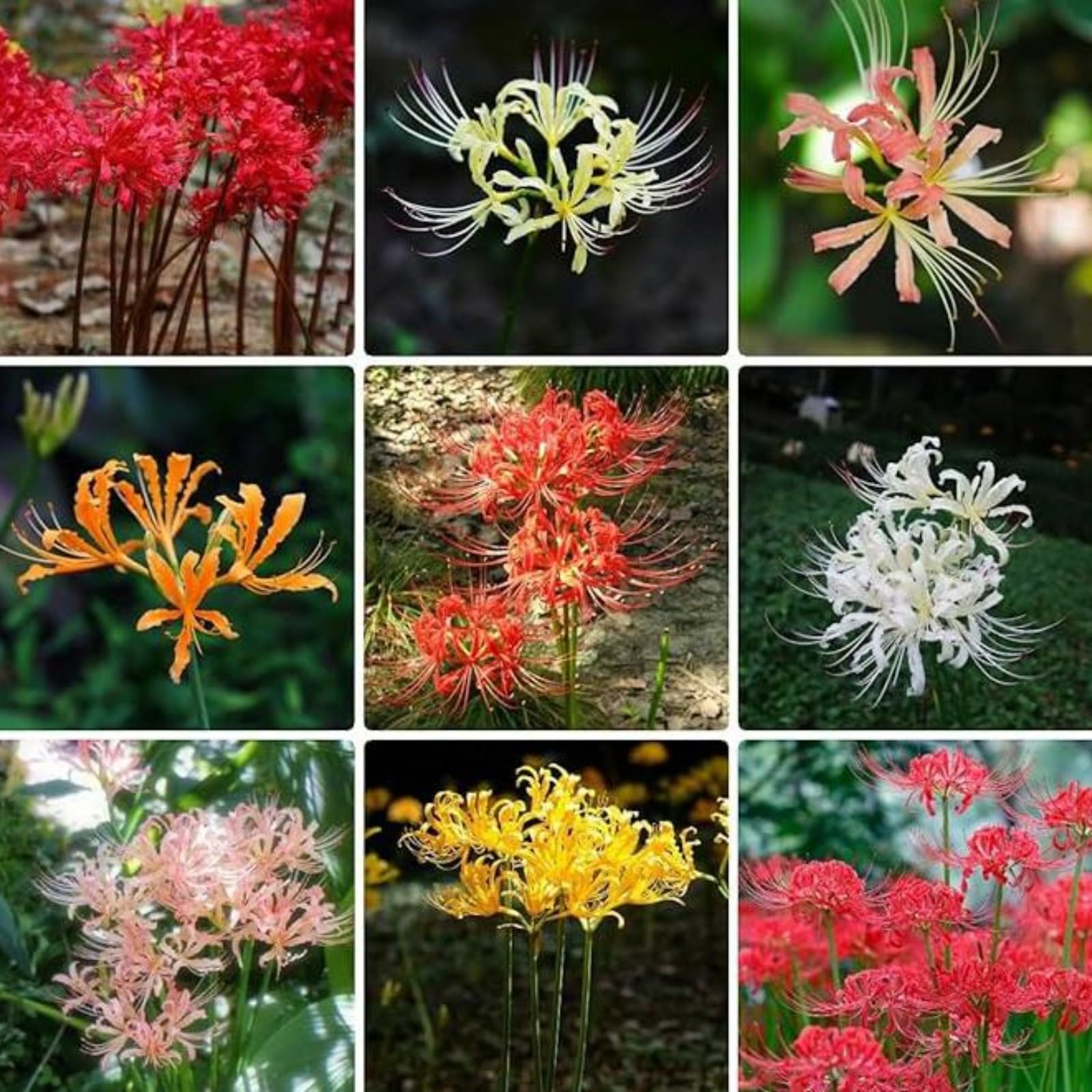 Iridescent,Perennial,Hardy,Gorgeous Spider Lily Bulbs Mix UK,Good for Containers,Flowering Rhizome,Excellent Display,Balcony Garden Bulbs.-6bulbs-L — image 1