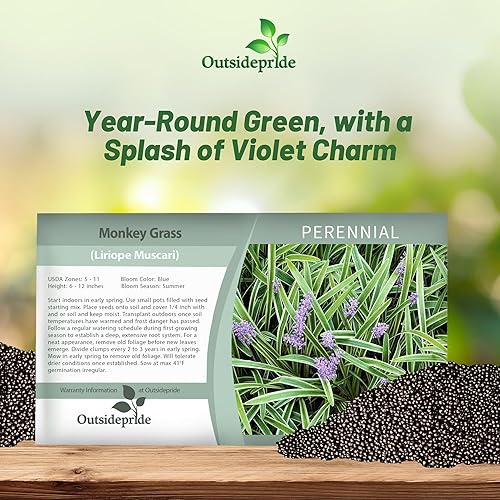 Miniatura 4 de Outsidepride Liriope Muscar Monkey Grass AKA Lilyturf - Hierba ornamental, cubierta de suelo y planta de contenedor, 50 semillas