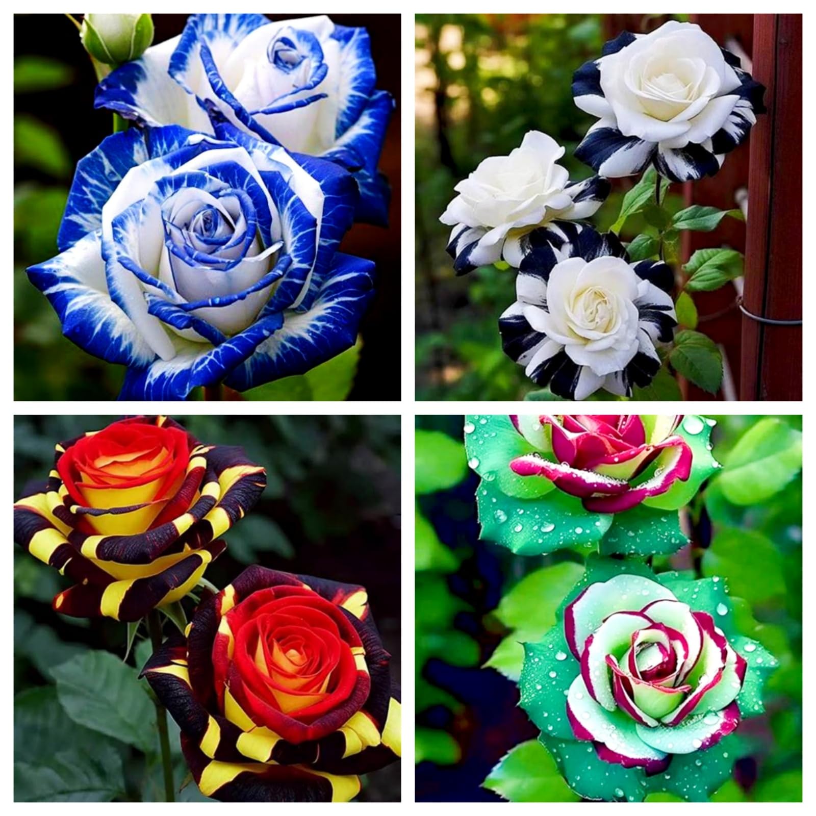 Rose/Rose Bulbs,Professional Planting for Stunning Garden Displays-B-4 Bulbs