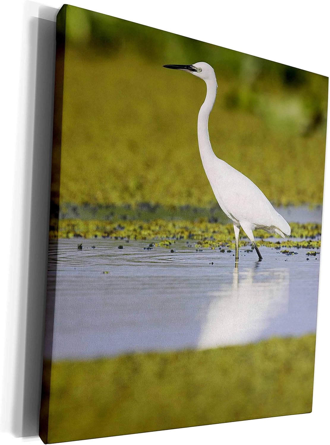 Buy 3dRose Little Egret bird, Romania, Dobrogea, Danube Delta. Museum
