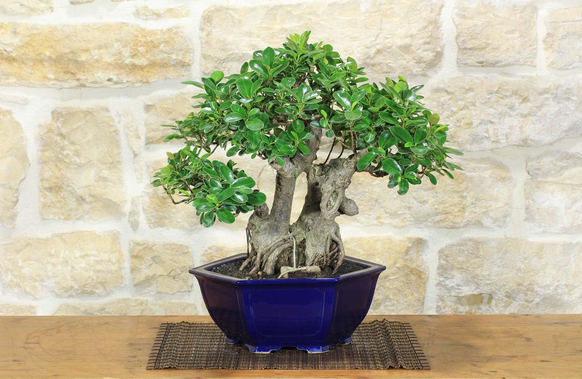 Bonsaï Ficus Panda (25)