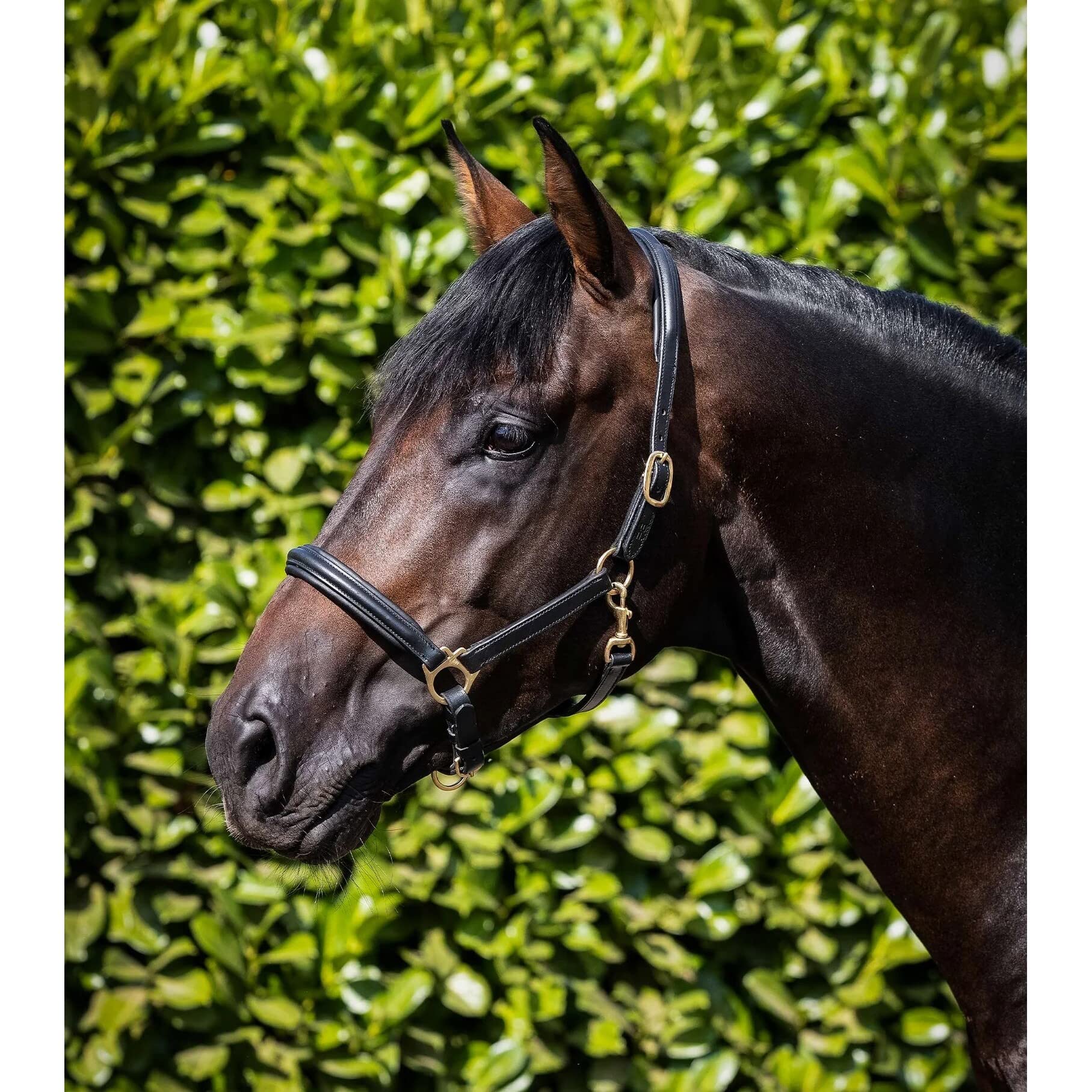 Premier Equine Cavezza per Cavalli Imbottita in Pelle