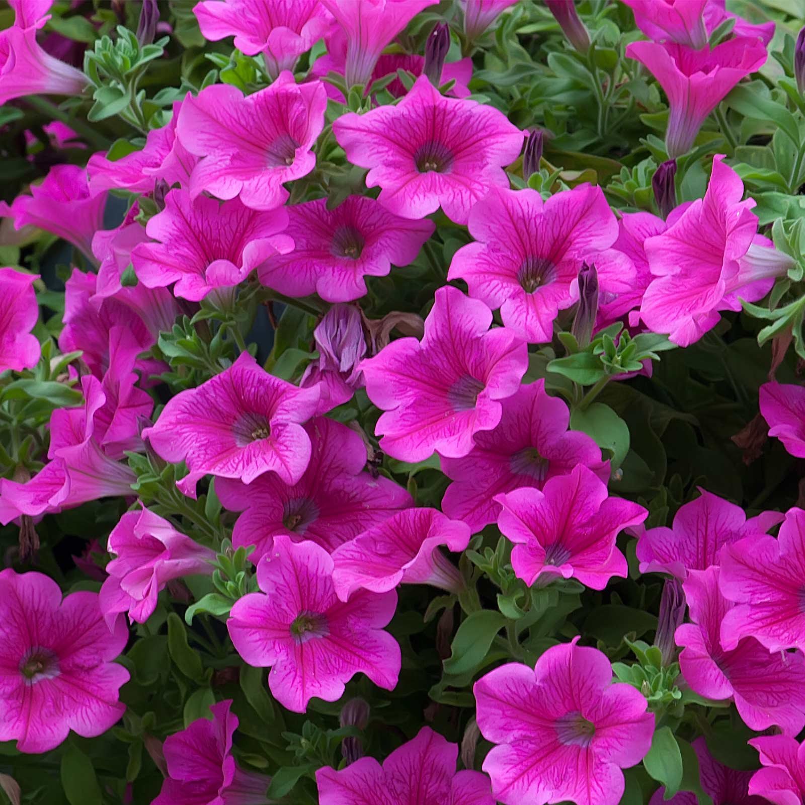 Supercascade Petunia Pink Seeds