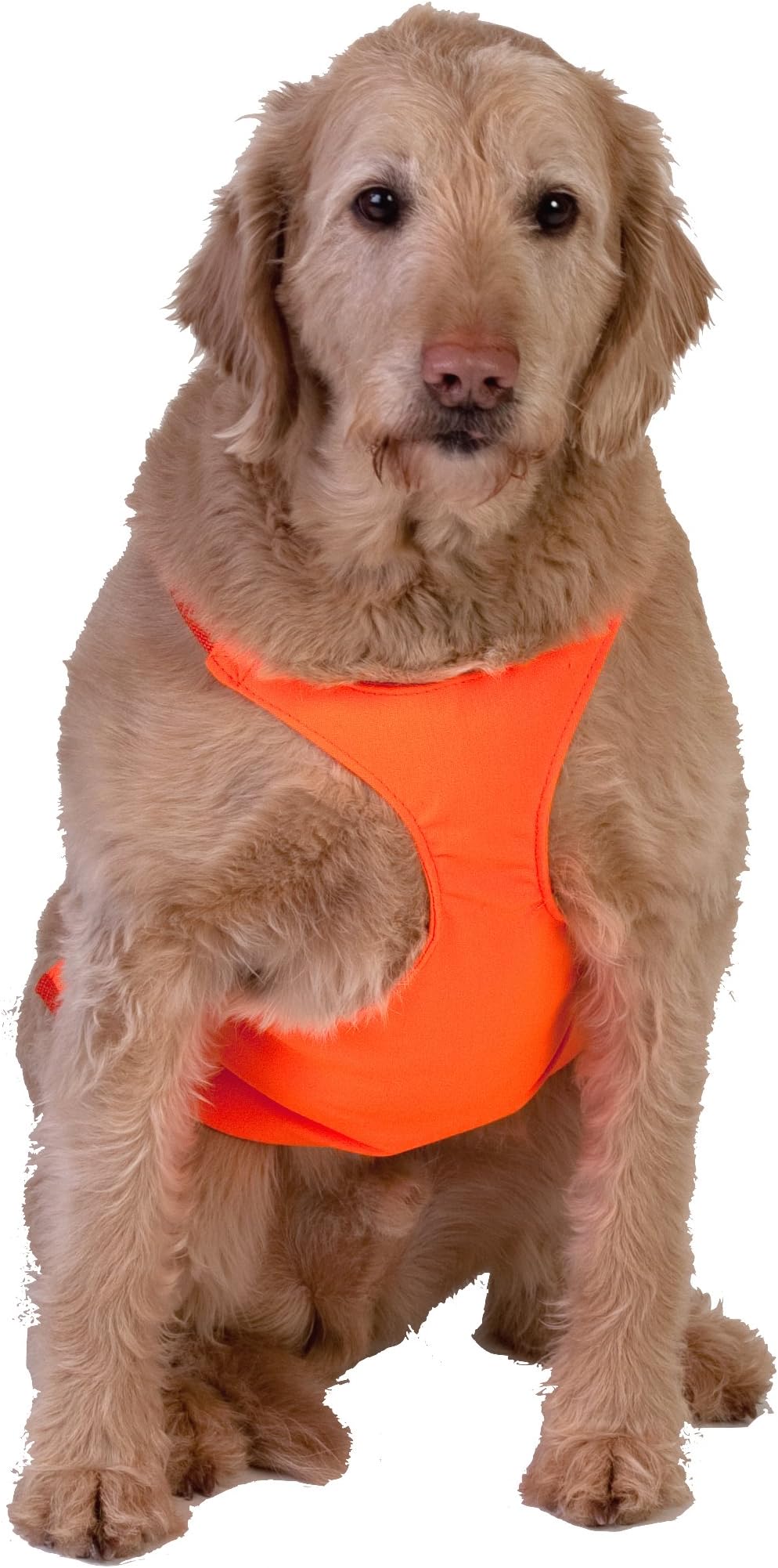 Dog Not Gone Visibility Products Safety Chest Vest, Small