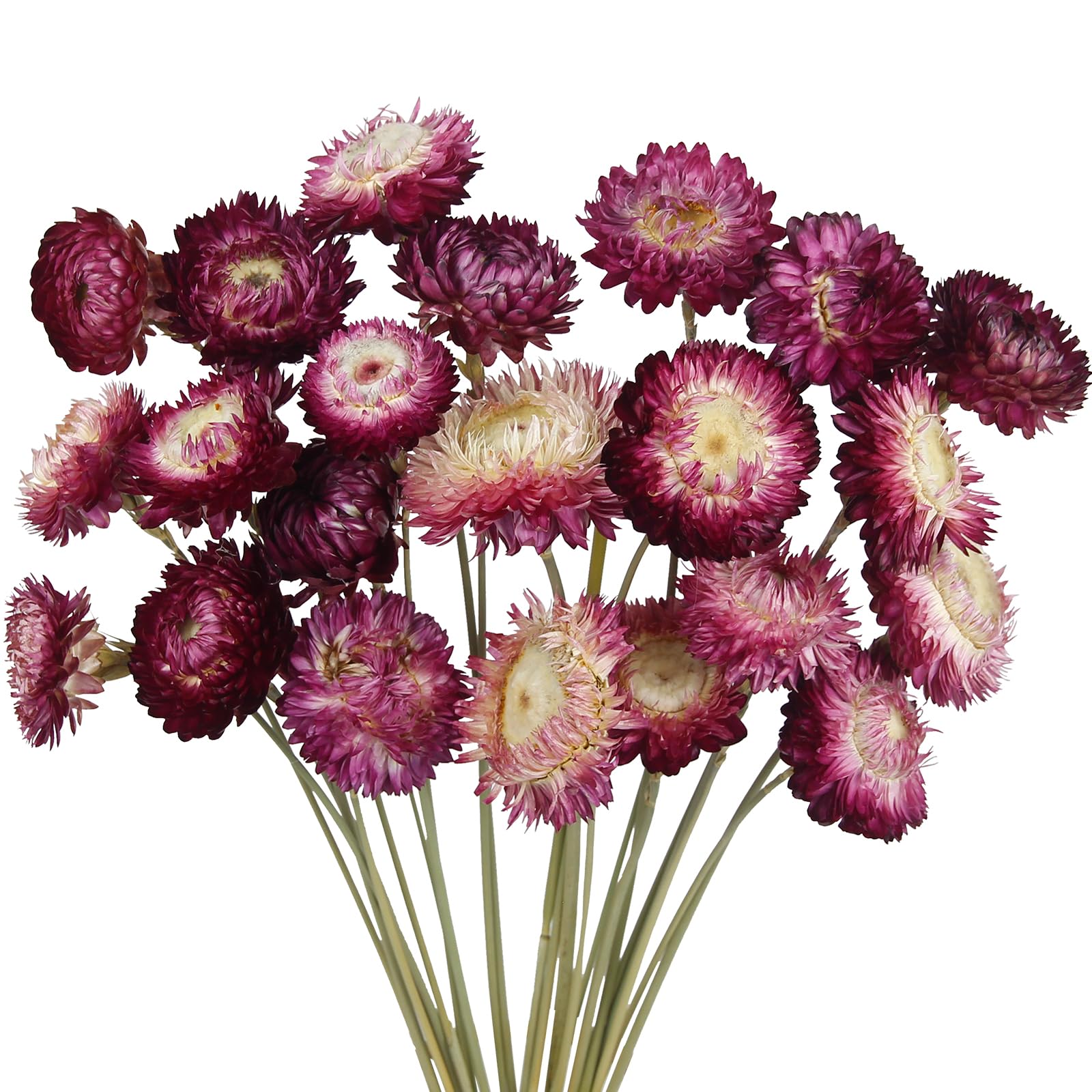 CITYES 22 Pcs Natural Dried Daisy Flowers Bouquet