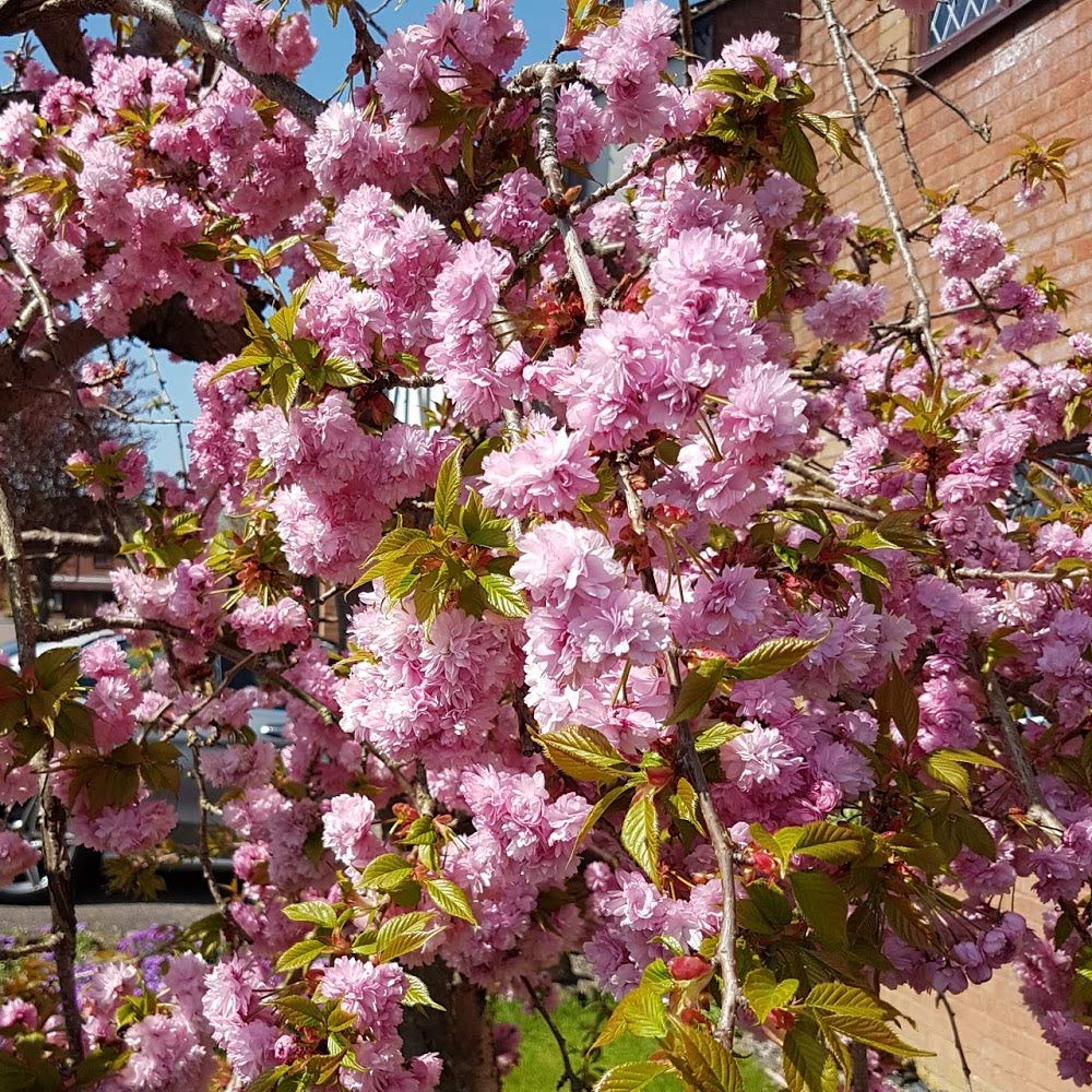 Prunus 'Kiku-Shidare Zakura' | Cheals Weeping Cherry | Garden Tree | 5-6ft product thumbnail 4