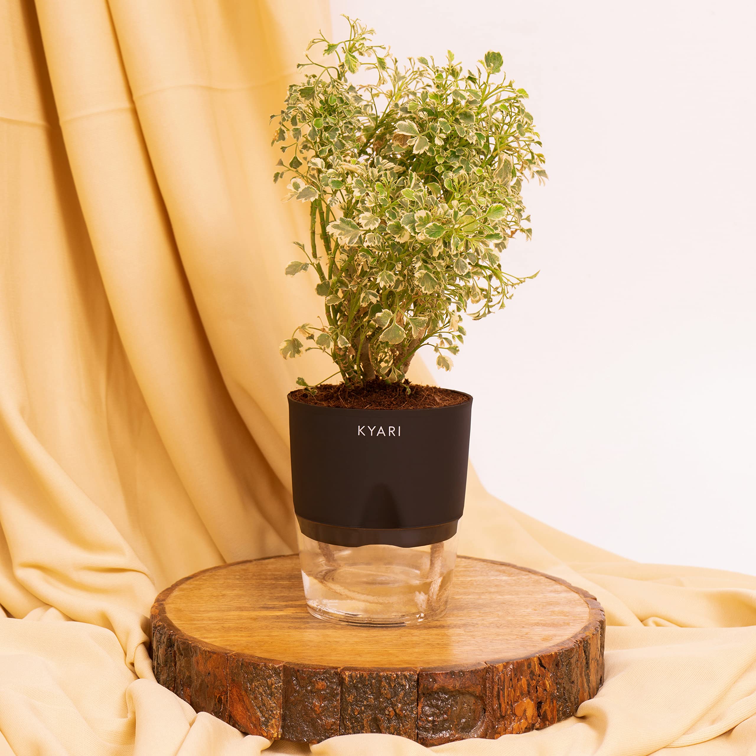 KYARI Aralia Variegated Indoor Plants for Living Room | Live Plants | Plants with Black Pot for Home | Air purifier plants | Plants for Home Decor | Plants for garden | Indoor Plants for bedroom (B0BTY9TM56) Amazon Price History, Amazon Price Tracker