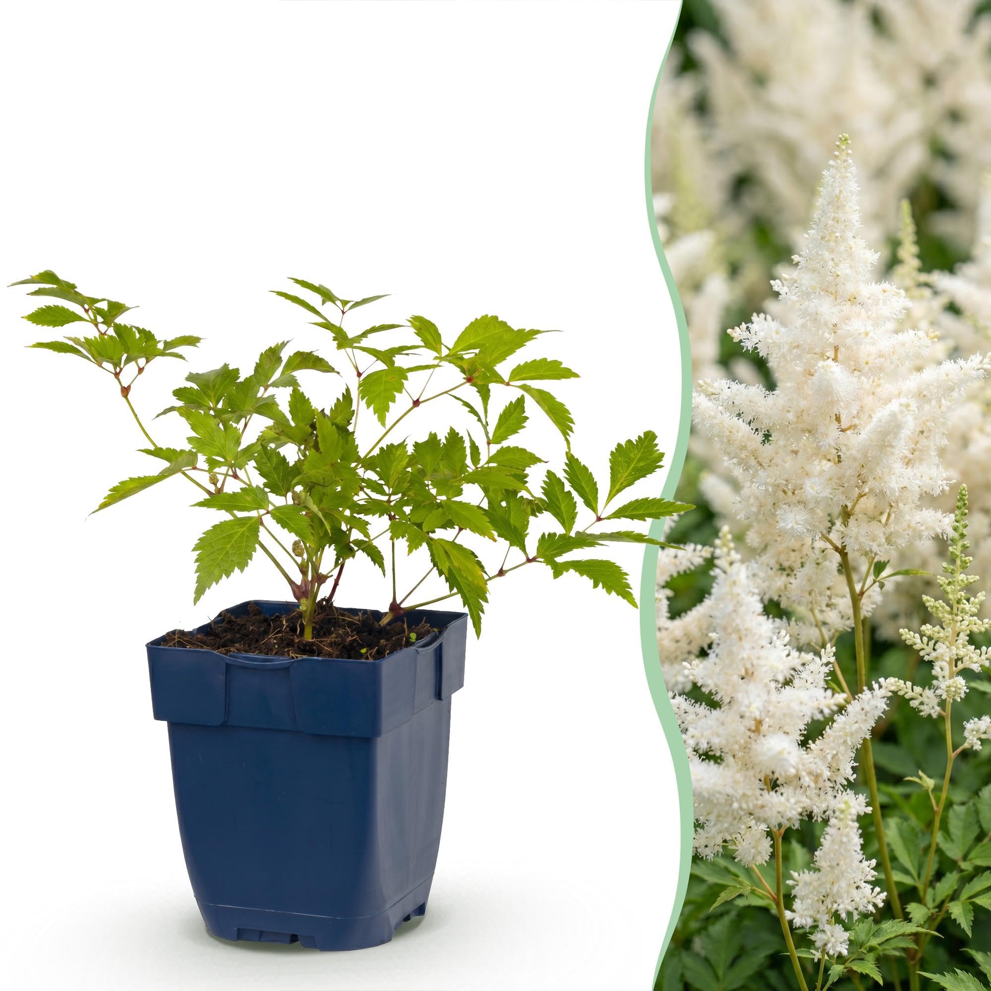 Piante Perenni Astilbe Deutschland da Ombra, Bianco, Set di 3, Vaso 11cm