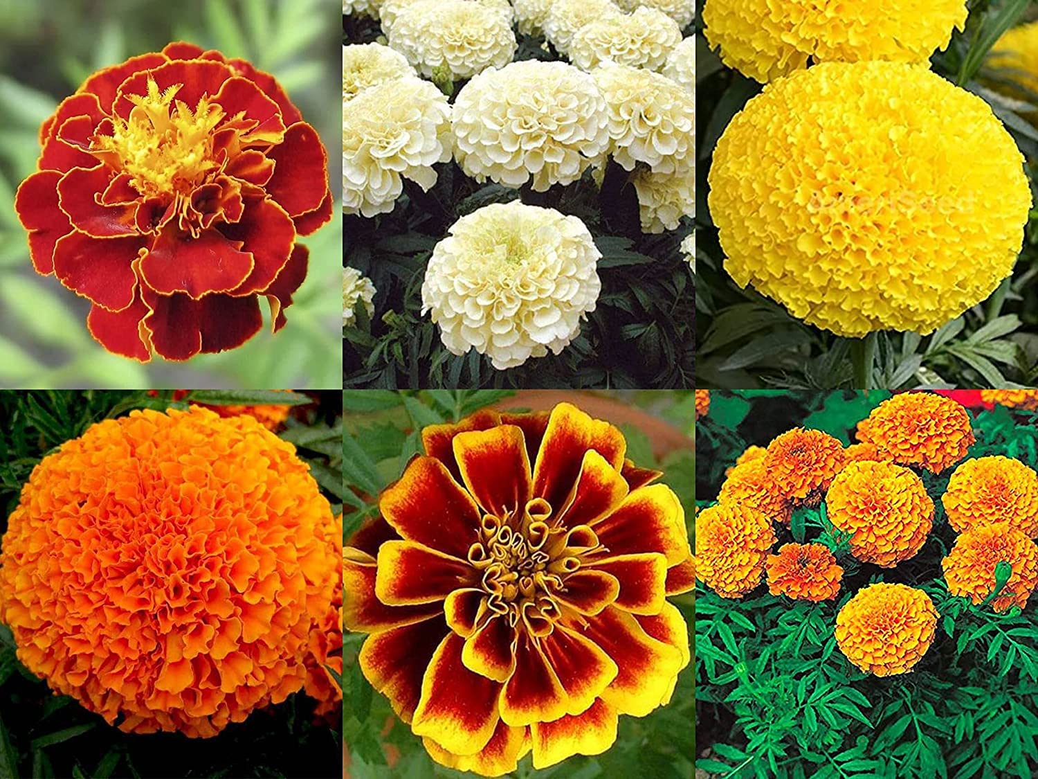 Exotic 6 Variety Marigold Gainda Flower Seeds Combo Pack- 200+ Seeds (B0C6FPNBVW) Amazon Price History, Amazon Price Tracker