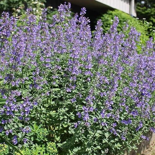 Miniatura 4 de Semillas de las Catmint azul Wonder-Nepeta mussinii Compact calor tolerante perenne