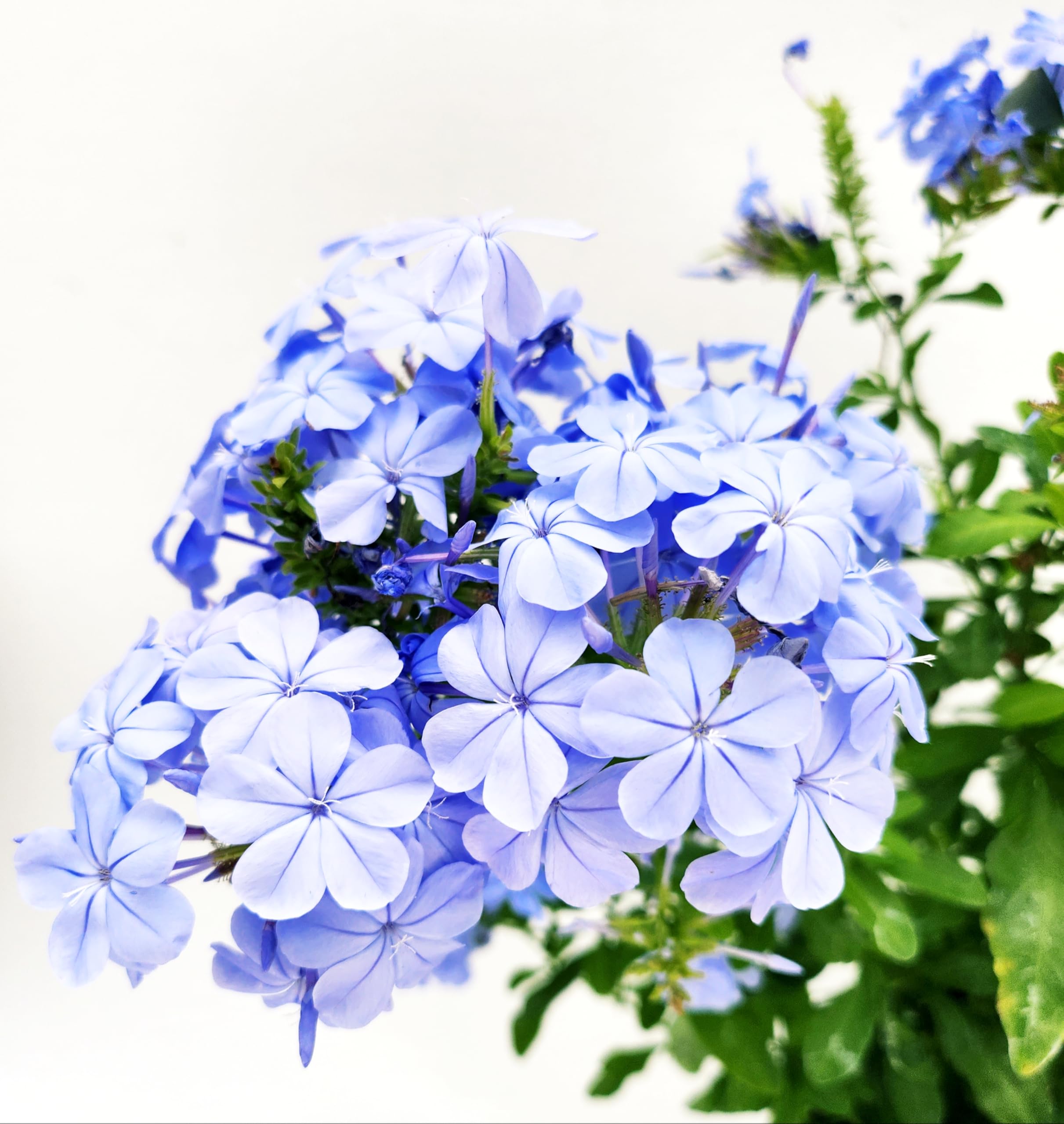 POWERS TO FLOWERS - PLUMBAGO XL, vaso 20 cm diametro, pianta vera