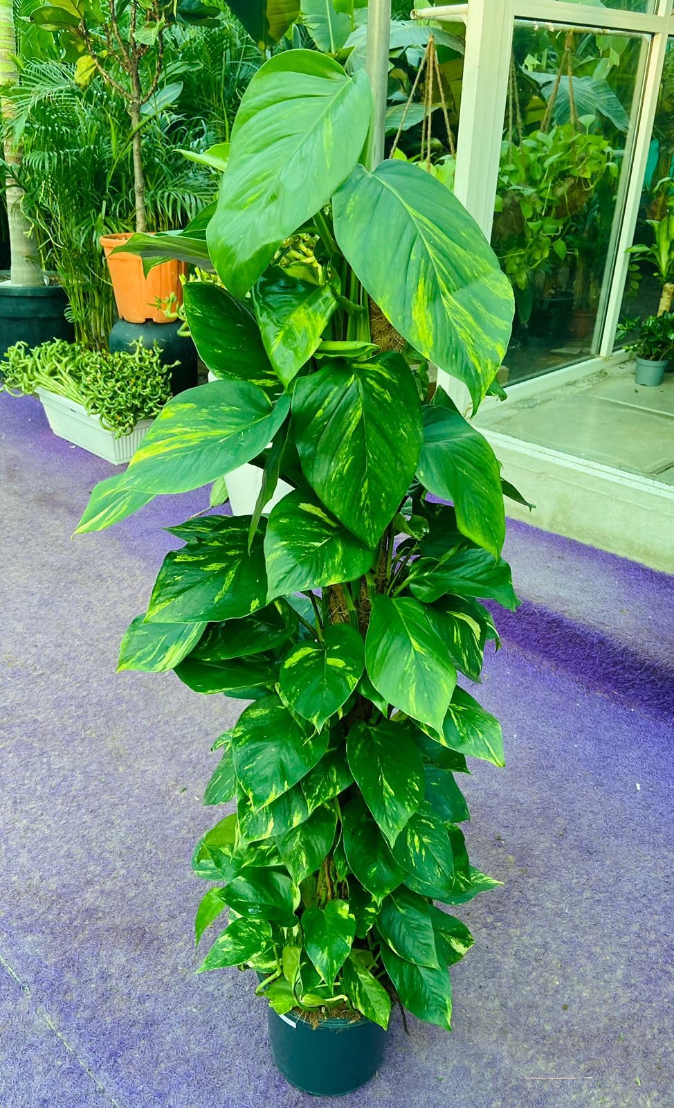 Pothos Plant with Support Pole, Live Indoor Climbing Plant, Variegated Green Leaves, Tropical Houseplant