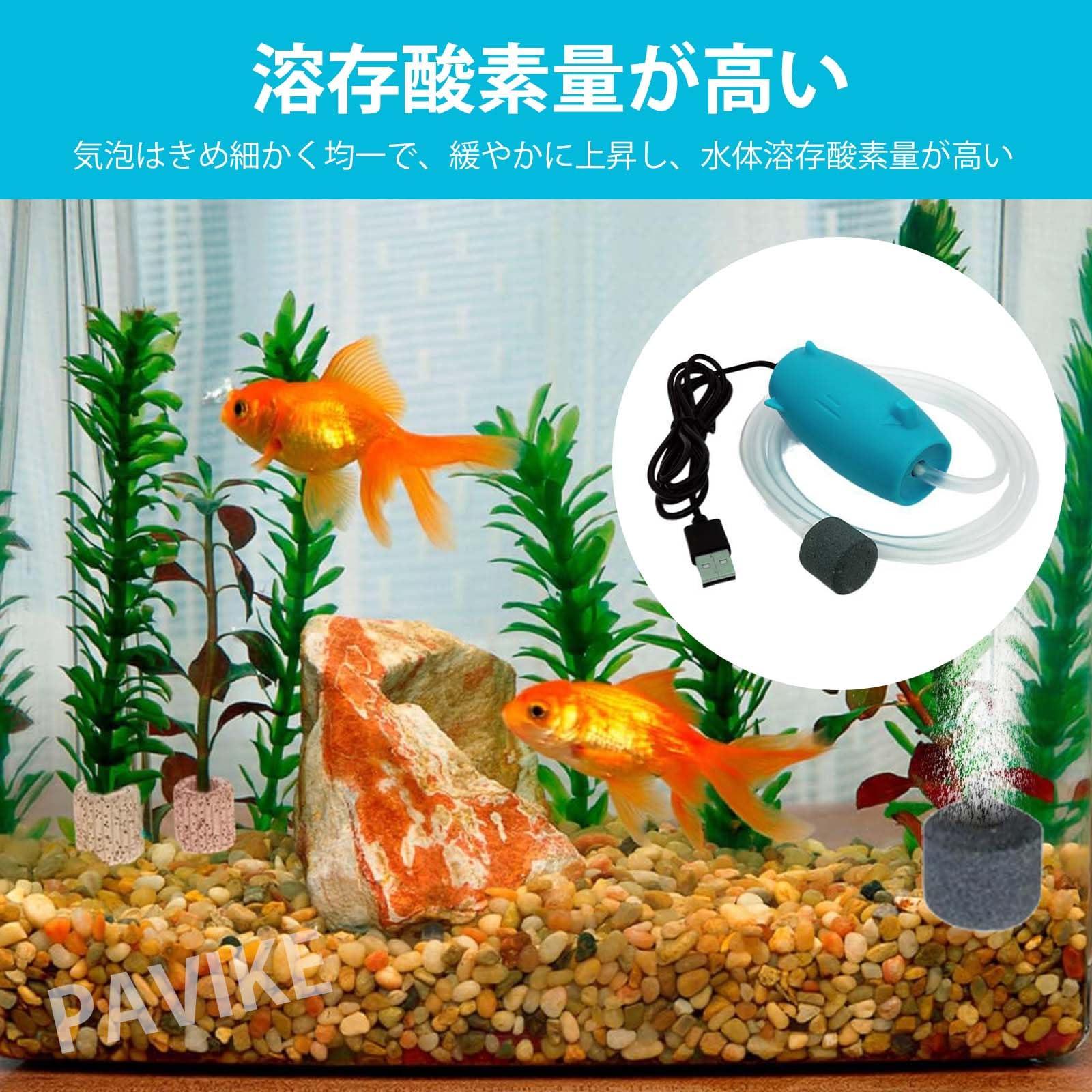 金魚４匹　【出目金】水槽込み　水槽の幅６０cm エアーポンプ付き。まずはお電話ください。 Amazon.co.jp: PAVIKEエアーポンプ水槽 金魚エアーポンプ 水槽酸素