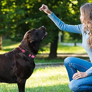Mile High Life Dog Collar | Nylon Reflective Dog Collars | Light Weight Puppy Collars | Pink Dog Collars for Large Dogs (Pink, Large)