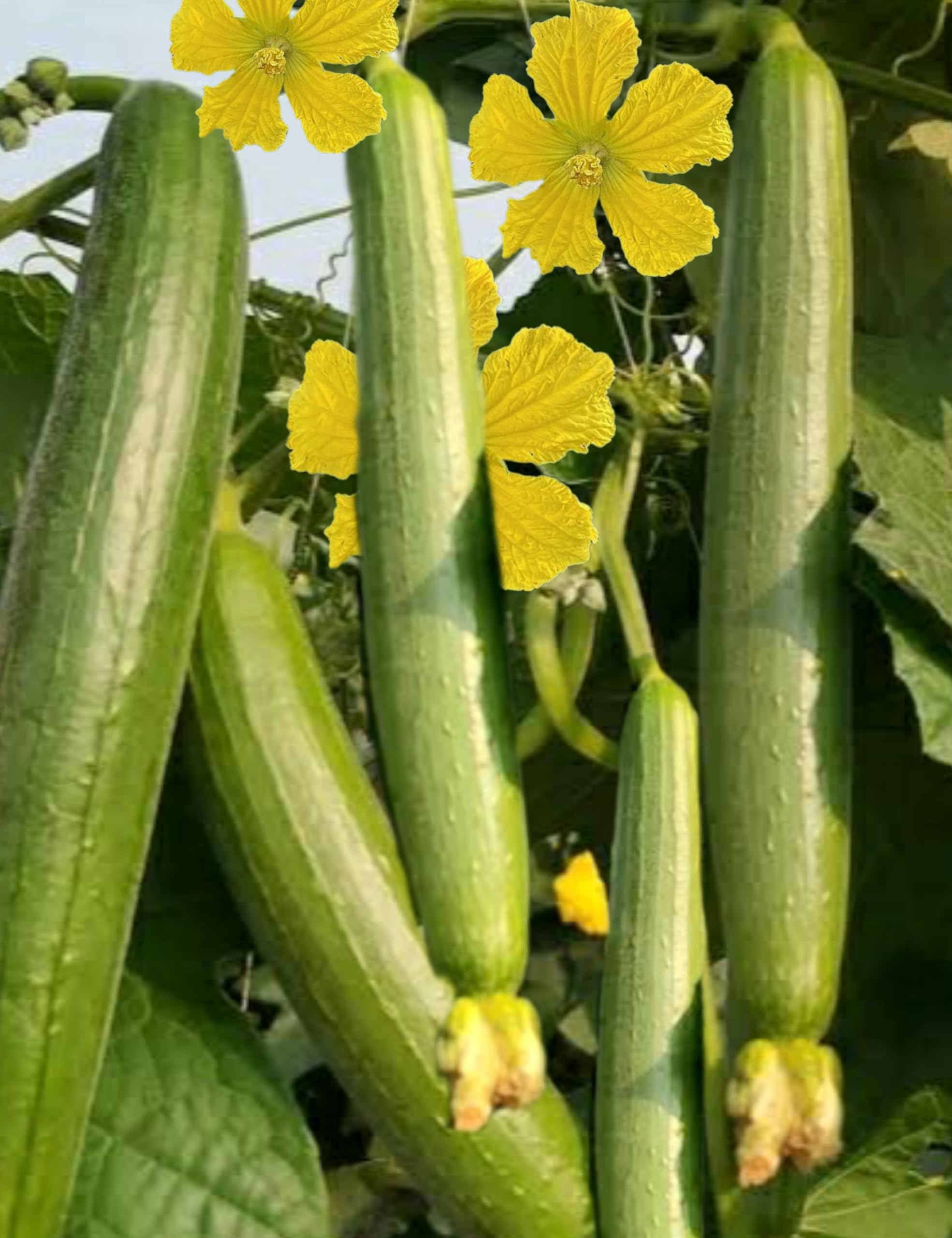 Rashmi Sponge Gourd/Loofah (Torai) Vegetable Seeds for home & Kitchen Garden (Pack of 25 seeds) (B0CVGRQ62L) Amazon Price History, Amazon Price Tracker