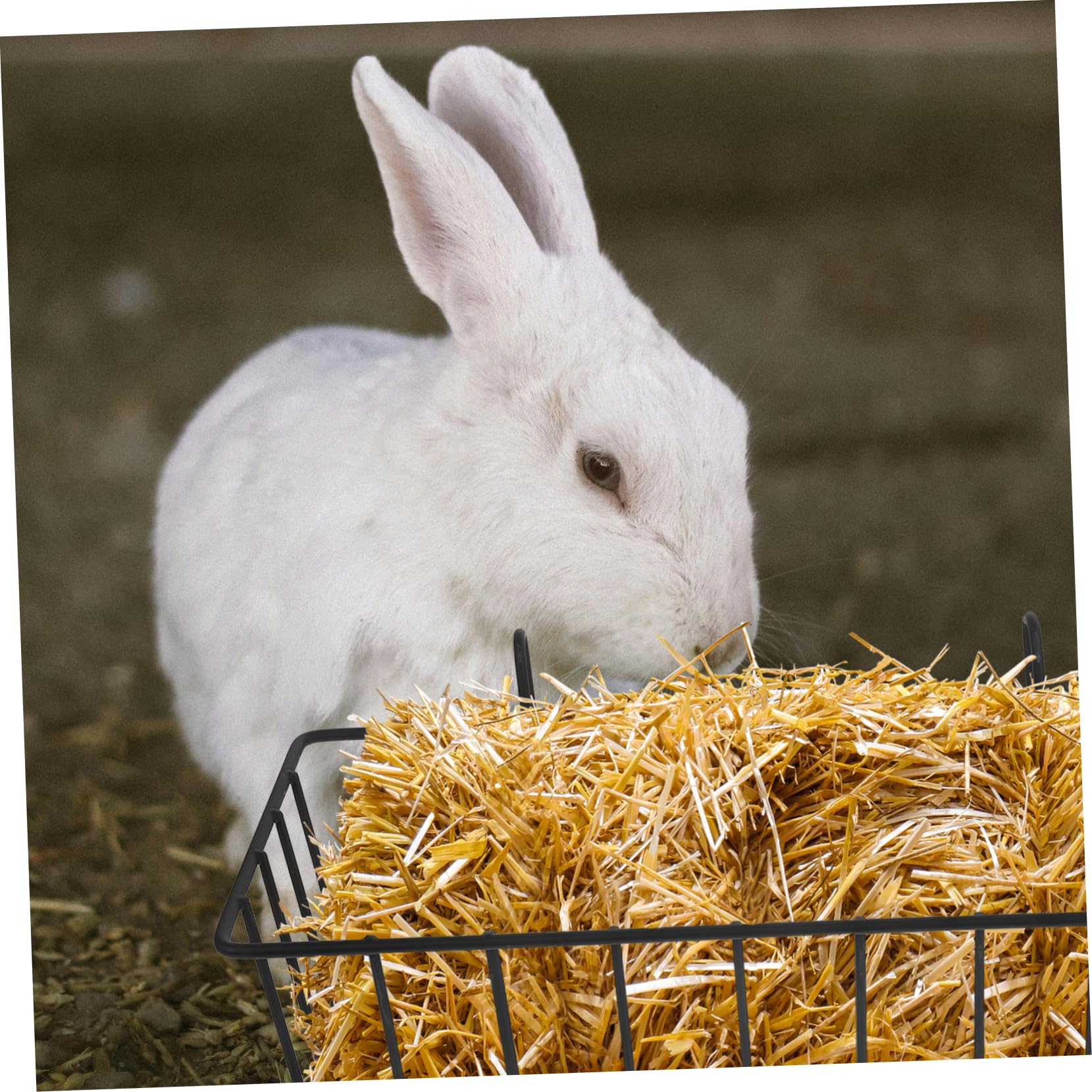 Râtelier à Foin pour Lapin Suspendu 2 Pièces en Fer Noir