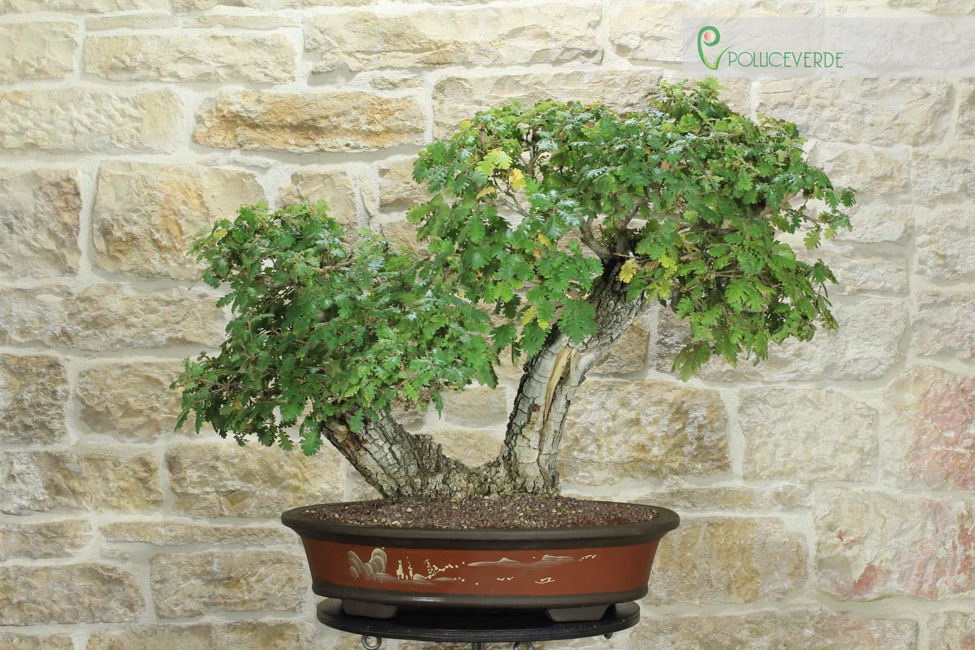 Bonsaï Chêne pubescent (43)