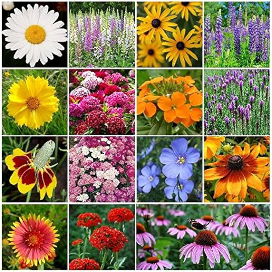 その他 Wildflower Festival [DVD] [Import] Annual Bloom - British 100% Wildflower Seeds Mix — Wildscape