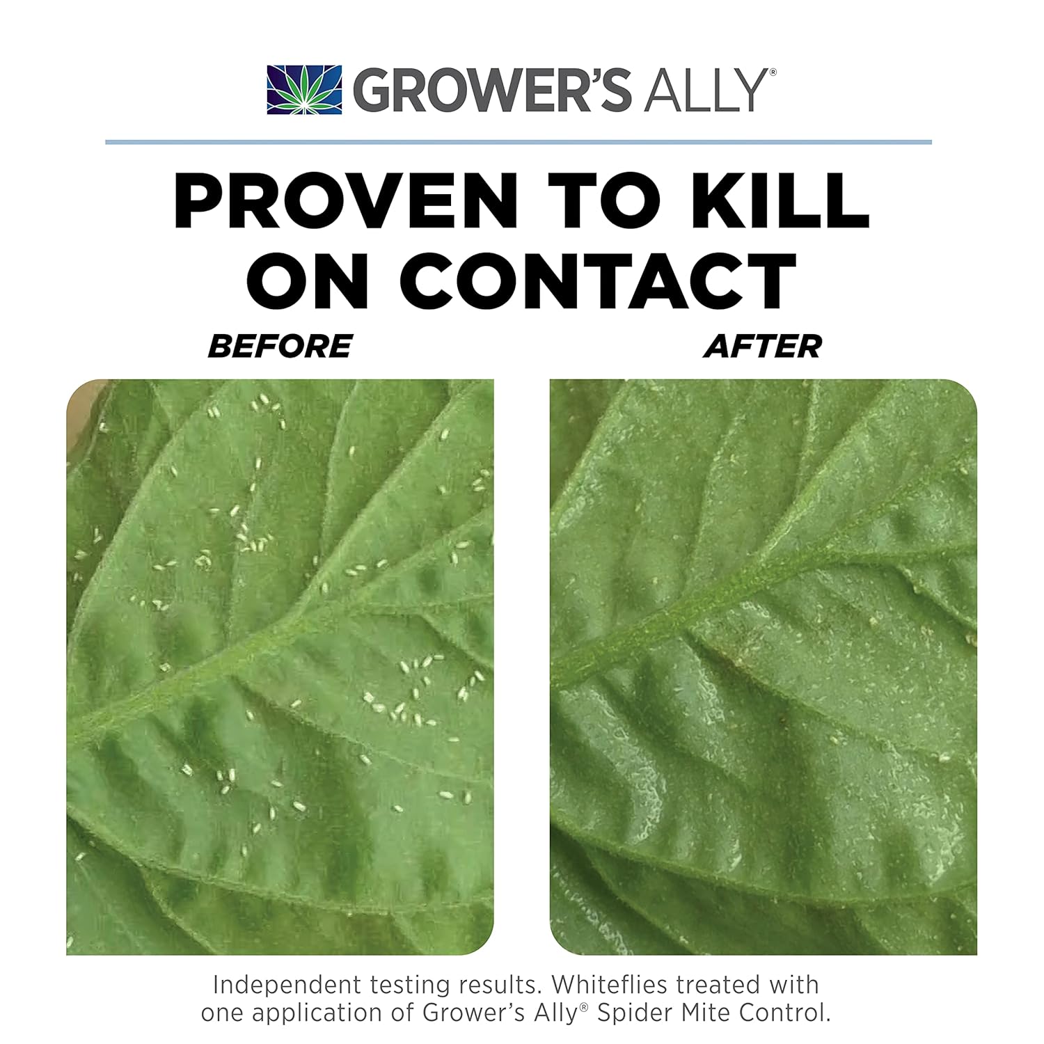 Grower's Ally Spider Mite Control Concentrate - Natural Insecticide & Spider Mites Killer for Plants Indoor & Outdoor - OMRI Listed Garden Pest Control - Bee, Pet & Kid Safe - 8 Oz, Makes 25 Gallons