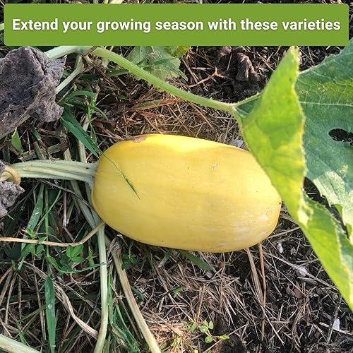 Miniatura 5 de Sow Right Seeds - Colección de semillas de calabaza de invierno para plantar - Mesa de espaguetis, Waltham Butternut y Bellota Semillas de calabaza