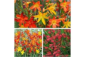 10 Bulbs Crocosmia Mixed Color Flower Bulbs for Planting