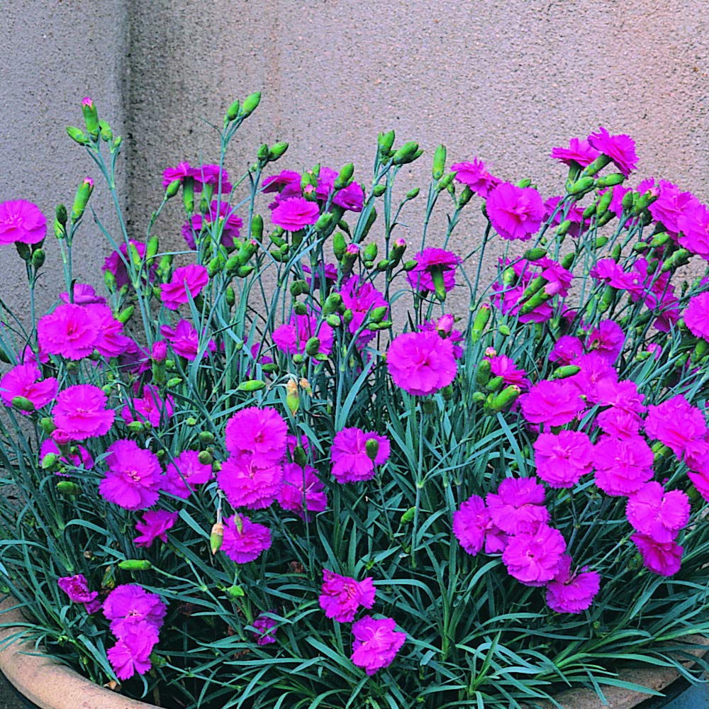 Dianthus Tickled Pink Carnation Pink Hardy Perennial Bright Fuchsia Pink Ruffled Flowers Attracts Wildlife Great Cut Flower Suitable Borders pots containers 3 x 1.5 Litre Pots by Thompson and Morgan