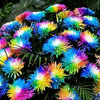 AchidistviQ 100Pcs Rainbow Chrysanthemum Rare Colorful Chrysanthemum Flower Bonsai Plant DIY Office Home Garden Yard Floral Decor Rainbow Chrysanthemum Seeds