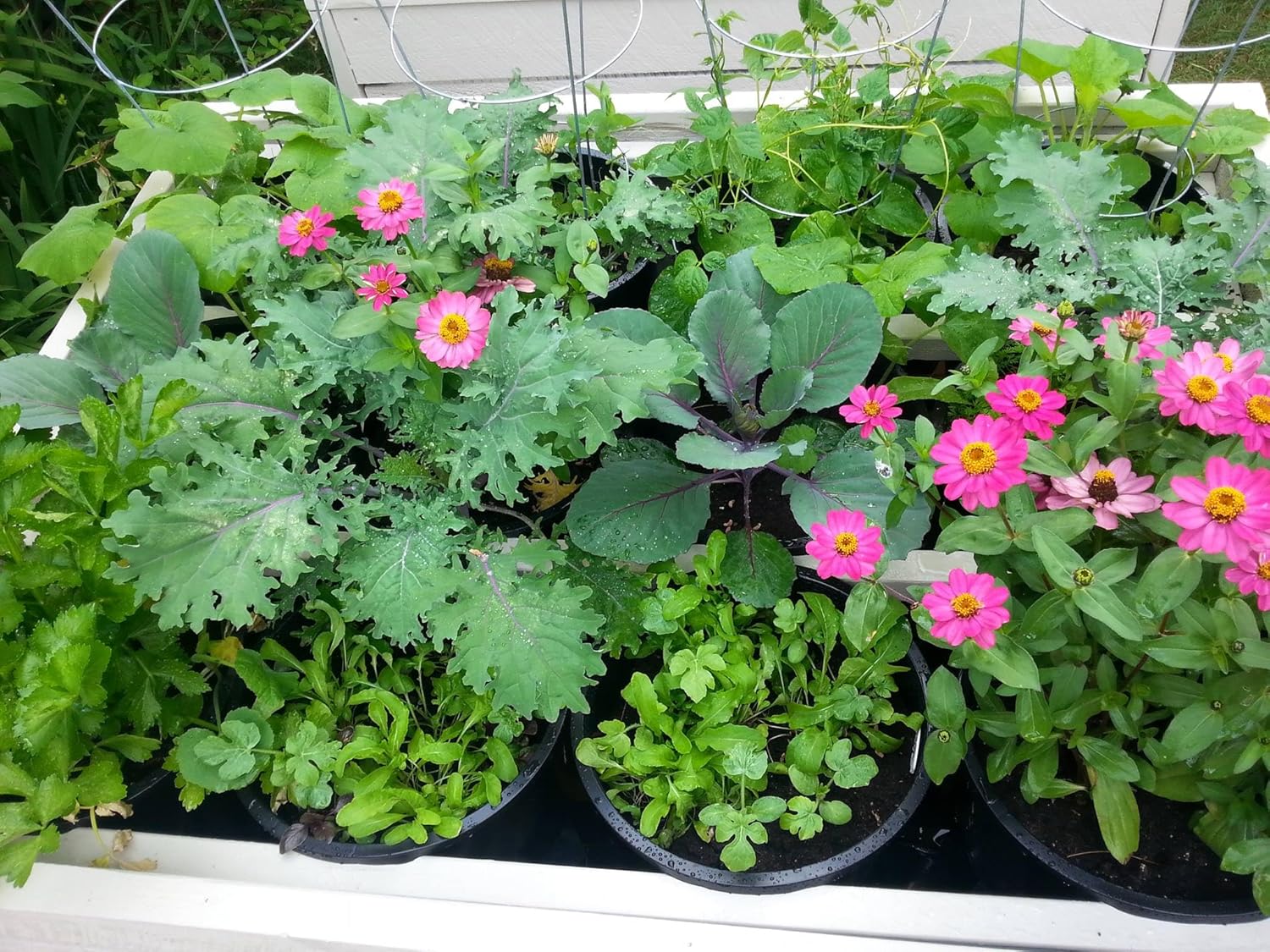 Plant Lover's Companion. Air Prunes Roots. Prevents Root Rot and Overwatering. Stronger, Healthier Plants. Indoor. Outdoor. Reusable. Medium. Set of 6.