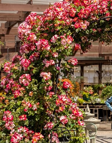 Miniatura 5 de Plantas vivas de rosas trepadoras, rosales listos para plantar, sin maceta, podados, bien enraizados, de 6 a 8 meses de edad (Fourth of July)