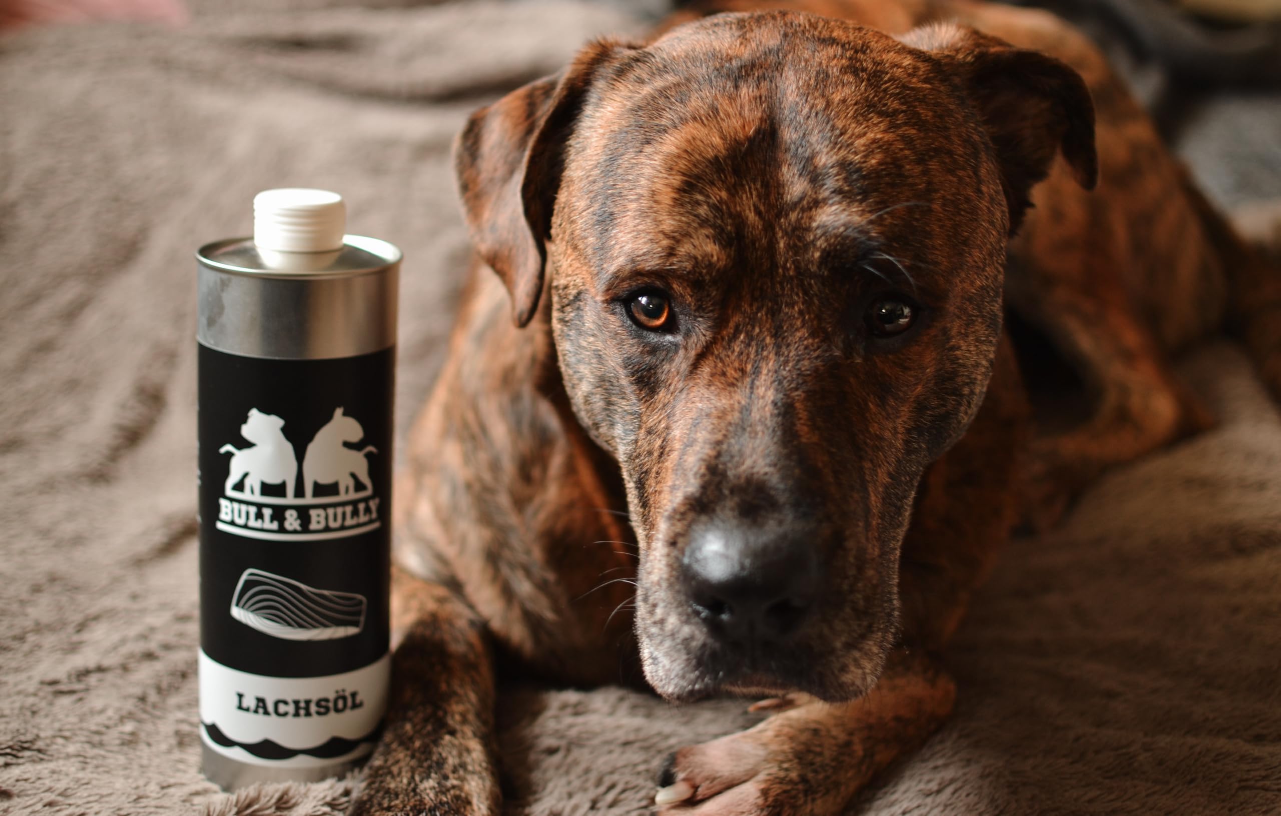 BULL & BULLY - Huile de saumon pour chien 1 l - Huile de poisson 100 % naturelle pour chiens comme huile de saumon pour chien - Complément d'huile Barf idéal - Source pour chien oméga 3 - Pressée à