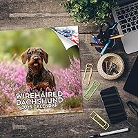 Vista 473 de Razas de Perros 2017