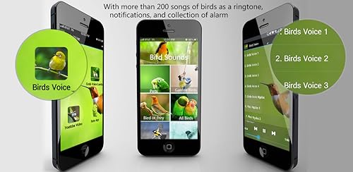Birds Ringtones