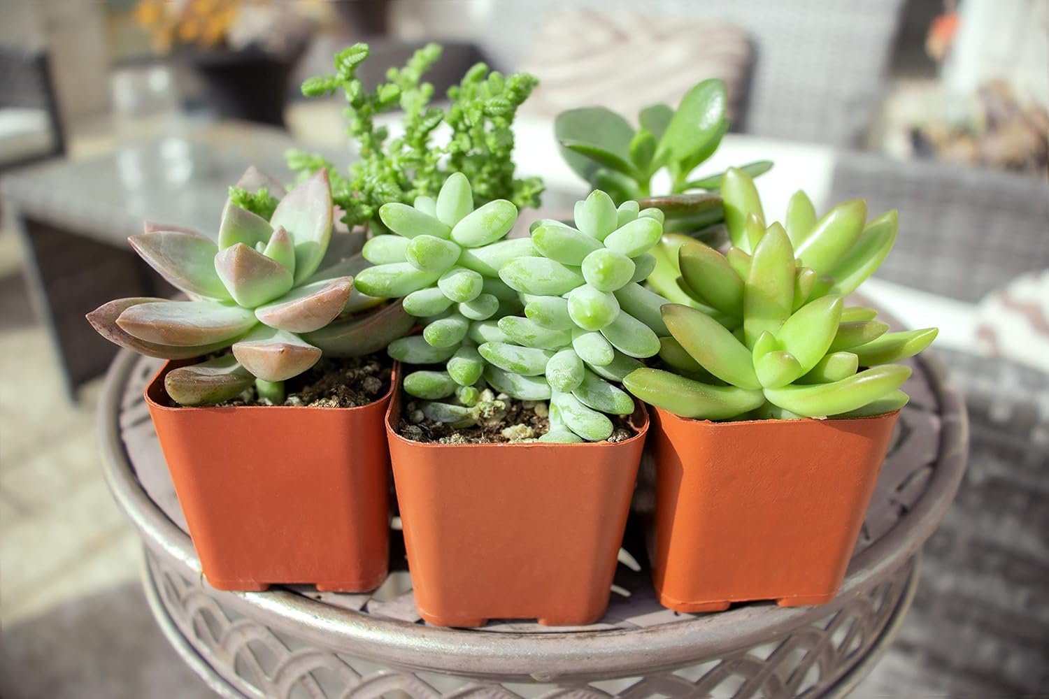 Succulent Plants (5 Pack) Assorted Potted Succulents Plants Live House Plants in Cacti and Succulent Soil Mix, Planter Pots Decor, Cactus Plants Live Indoor Plants Live Houseplants by Plants for Pets : Patio, Lawn & Garden