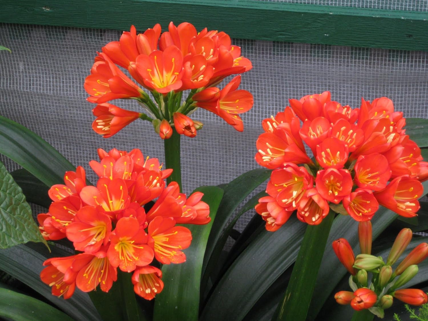 Tezula Plants Florikan 16-5-11 NPK MAX 180 Day Timed Release Fertilizer. Excellent for Orchids, Anthuriums, Philodendrons. (2 Pound)