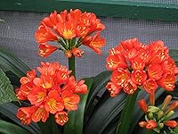 Vista 4 de Peter 's 10 – 30 – 20. 2 libras. Blossom Booster soluble en agua Fertilizantes con micro Nutrientes.