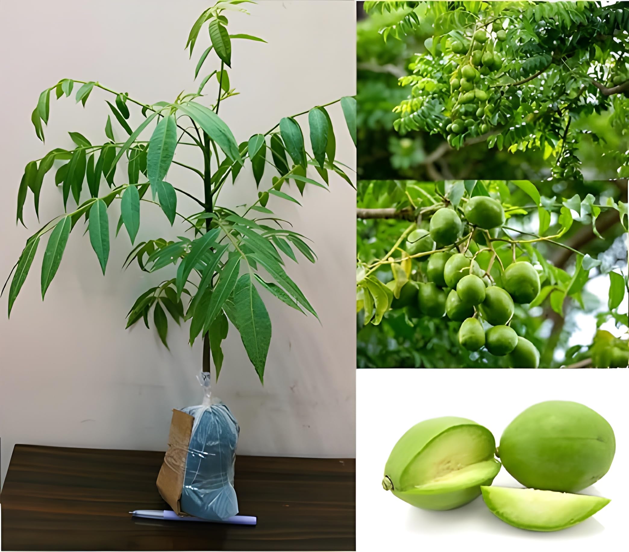 Green View® All Time Hog Plum Plant – Live Hybrid Amra/Ambade Plant | Grafted Spondias Mombin Tree, All Season Fruiting, Sweet & Tangy Fruit for Home Garden