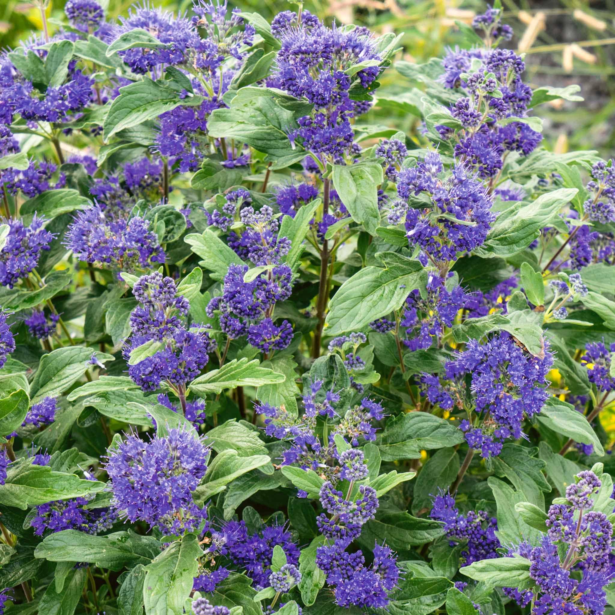 Marshalls Garden Caryopteris x clandonensis 'Kew Blue', Blue Summer-Flowering Shrub 3 Litre Plant