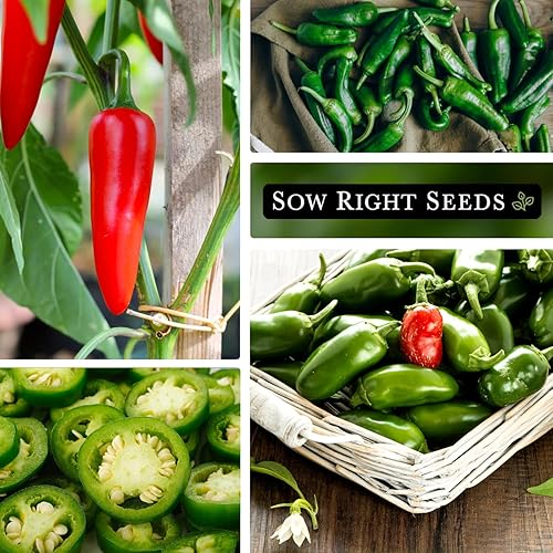 Miniatura 4 de Sow Right Seeds - Semilla de pimienta de jalapeño para plantar - Paquete de reliquia sin OMG con instrucciones para plantar un huerto casero al aire