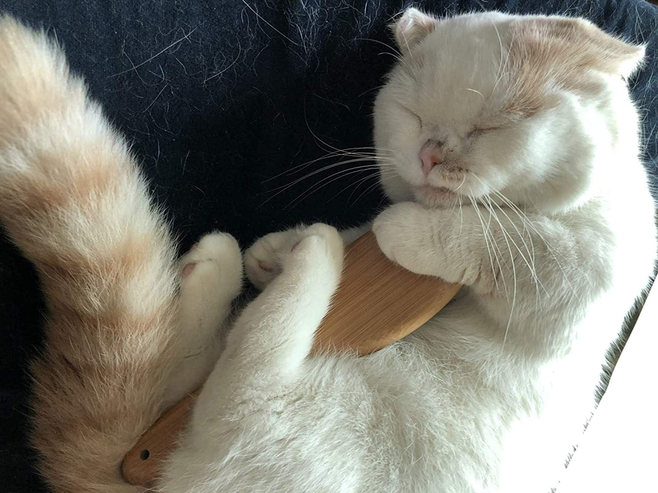Spazzola per Animali con Setole Naturali in Bambù, per Cani e Gatti | Peli Corti e Lunghi, Toelettatura Delicata con Effetto Massaggio