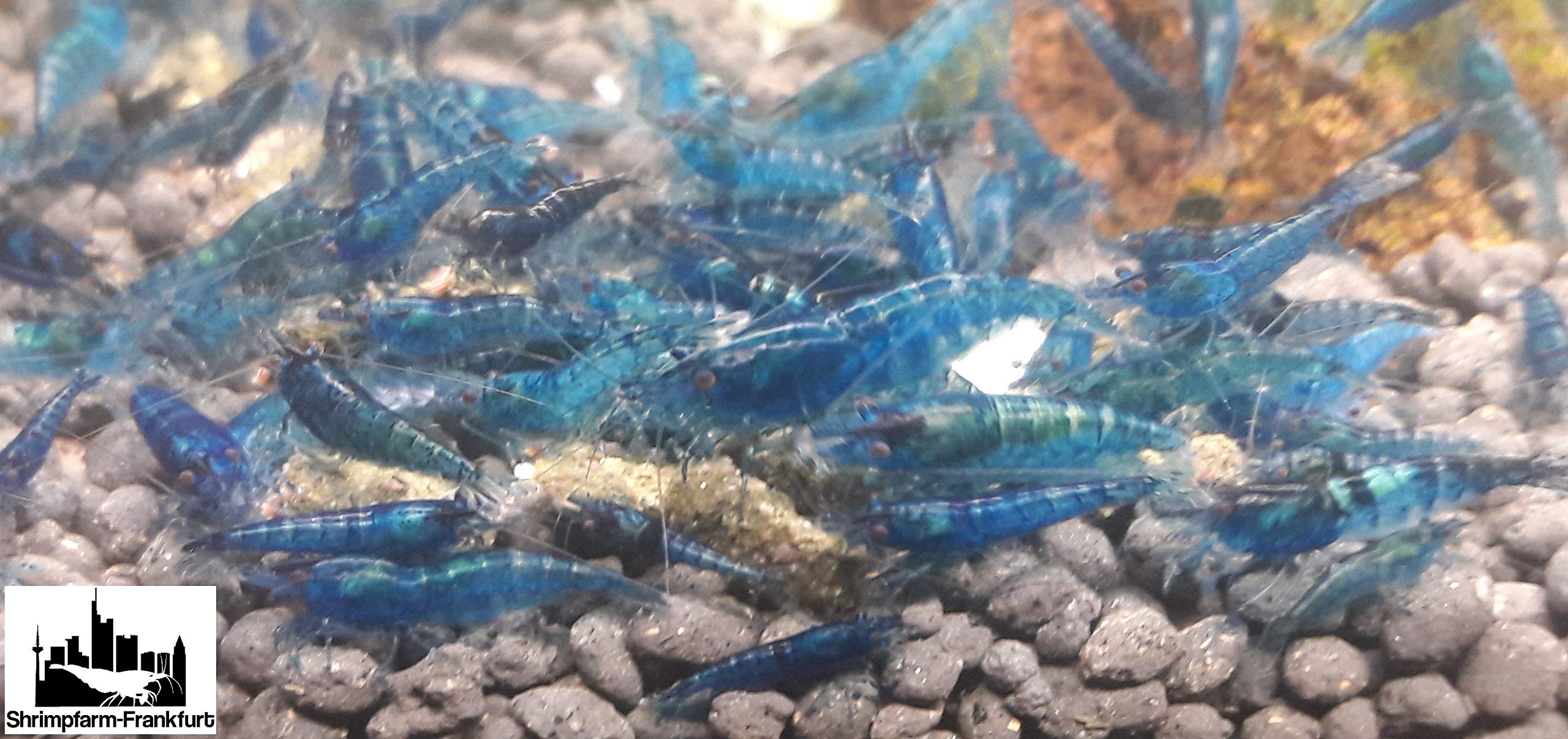 Garnelen Mix Bunte Mischung 10 Stück Shrimpfarm-Frankfurt