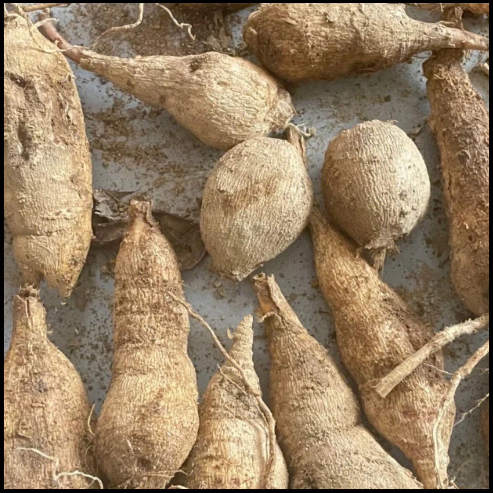 Bulbi di dalia/Misti/Bulbi di dalia selezionati/Adatti per la decorazione di giardini e balconi/Resistenti al freddo e alla siccità【NVNJHJN】-10 bulbi-F