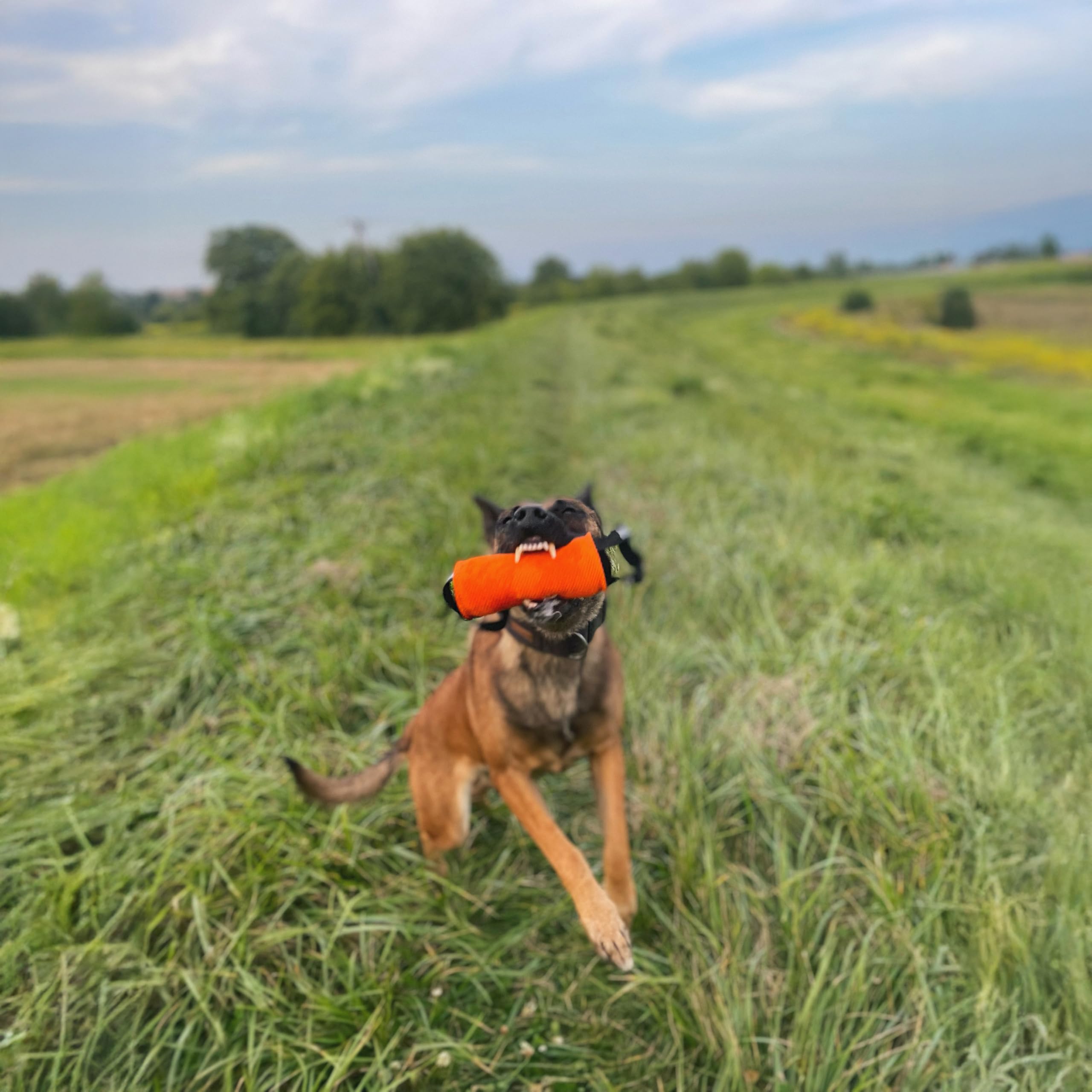 Dingo Gear S02805 - Giocattolo da Traino, a Forma di Cilindro, per lezioni di morso K9, IGP, Sport per Cani, Recupero, tiro alla Fune, Gioco, 2 Manici, Culla in Nylon Arancione, 15 x 8 cm