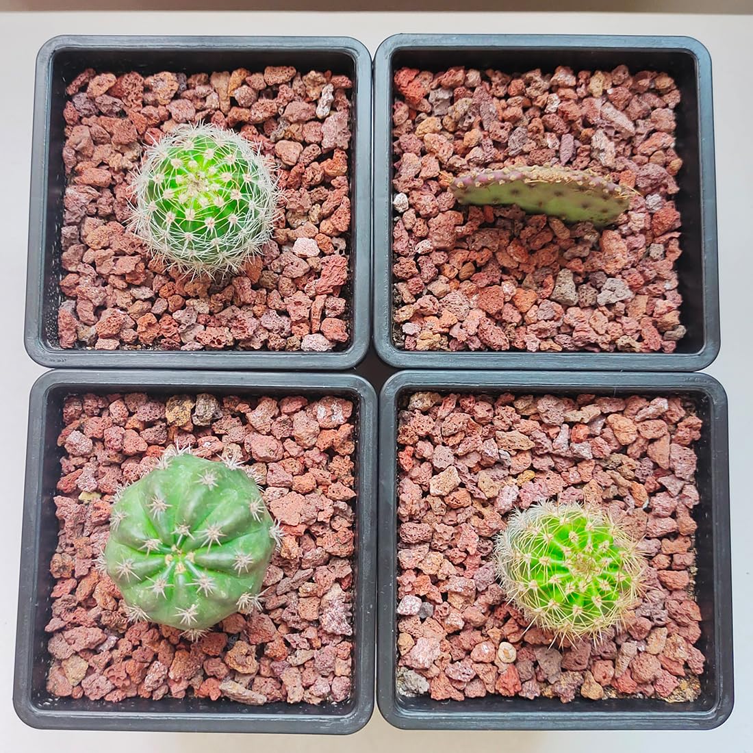 YISZM Roches de lave horticoles rouges pour plantes, plantes grasses, cactus, bonsaï, sol, pierres de lave pour aquarium, pierres décoratives d'extérieur pour projets d'artisanat, remplissage de vase