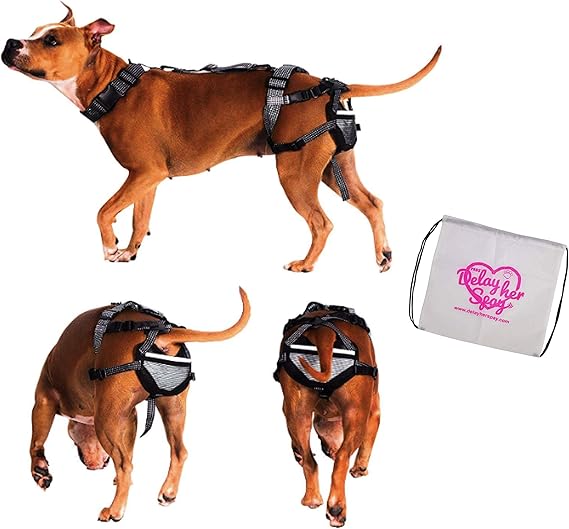 PABS, Pet AntiBreeding System Chastity Belt for Dogs, Dog