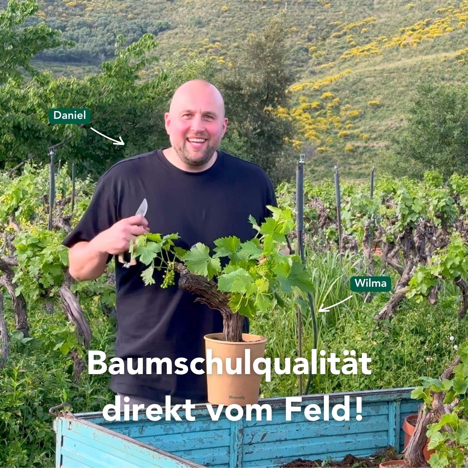 Bloomify® grüne Weinreben Pflanze "Wilma" | 60-70 cm hohe winterharte Weintrauben Pflanze | pflegeleichte Tafeltraube für Garten oder Kübel | besonders süße und leckere Früchte
