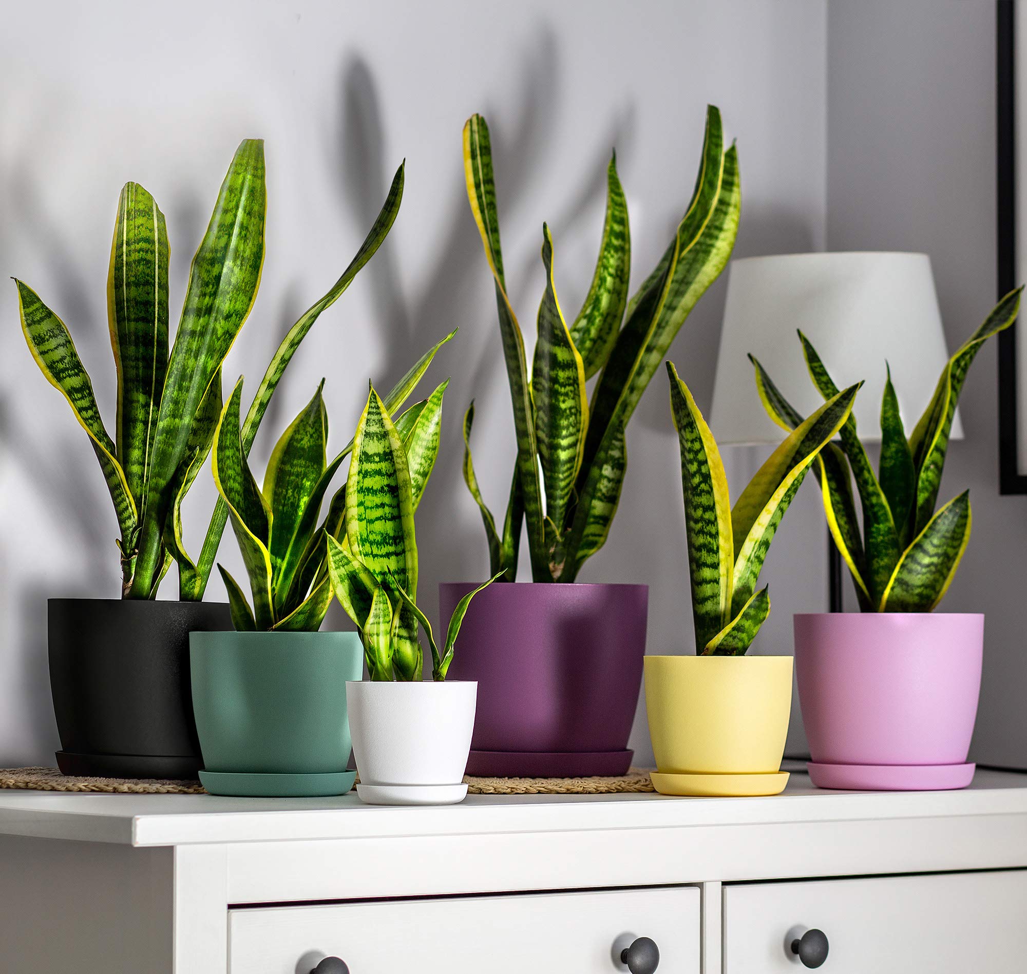 KADAX Maceta con Plato y Plato para Cactus, helechos (30 cm, Rosa) — view 5