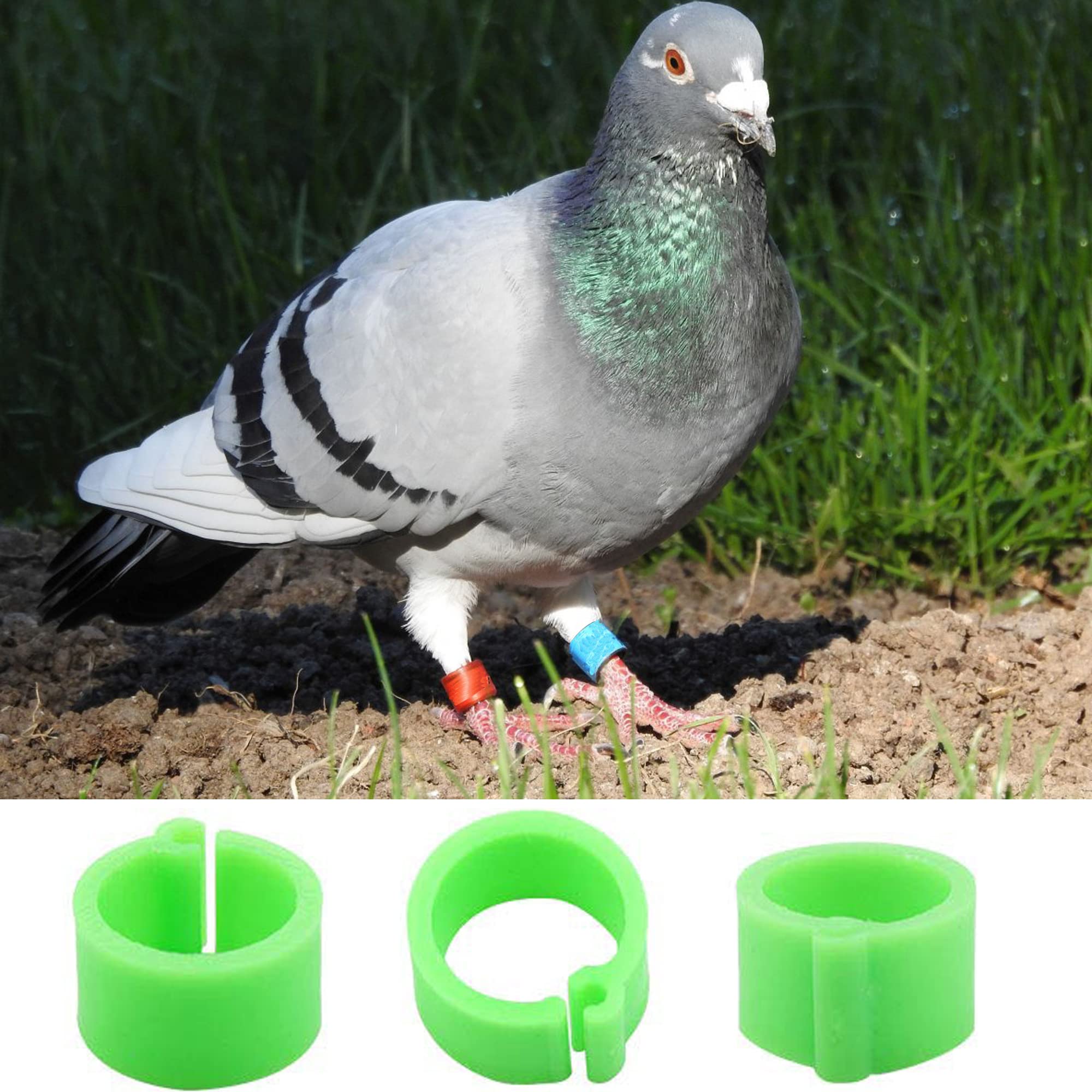 Anelli Di Plastica Per Zampe Di Piccioni - 100 Pz Da 8 Mm, 10 Colori, Senza Riconoscimento