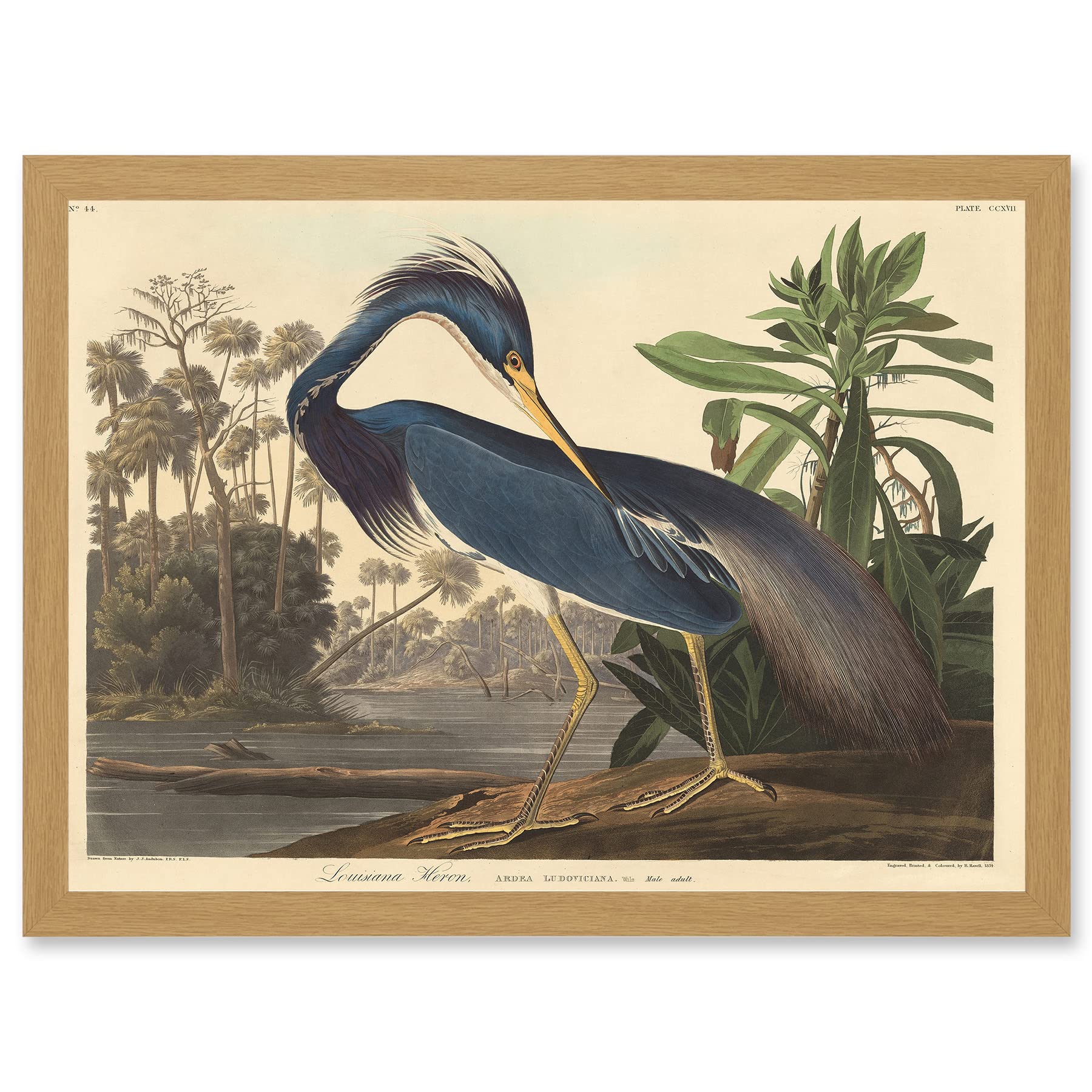 Artery8 Painting Bird Audubon Louisiana Heron Artwork Framed Wall Art Print A4