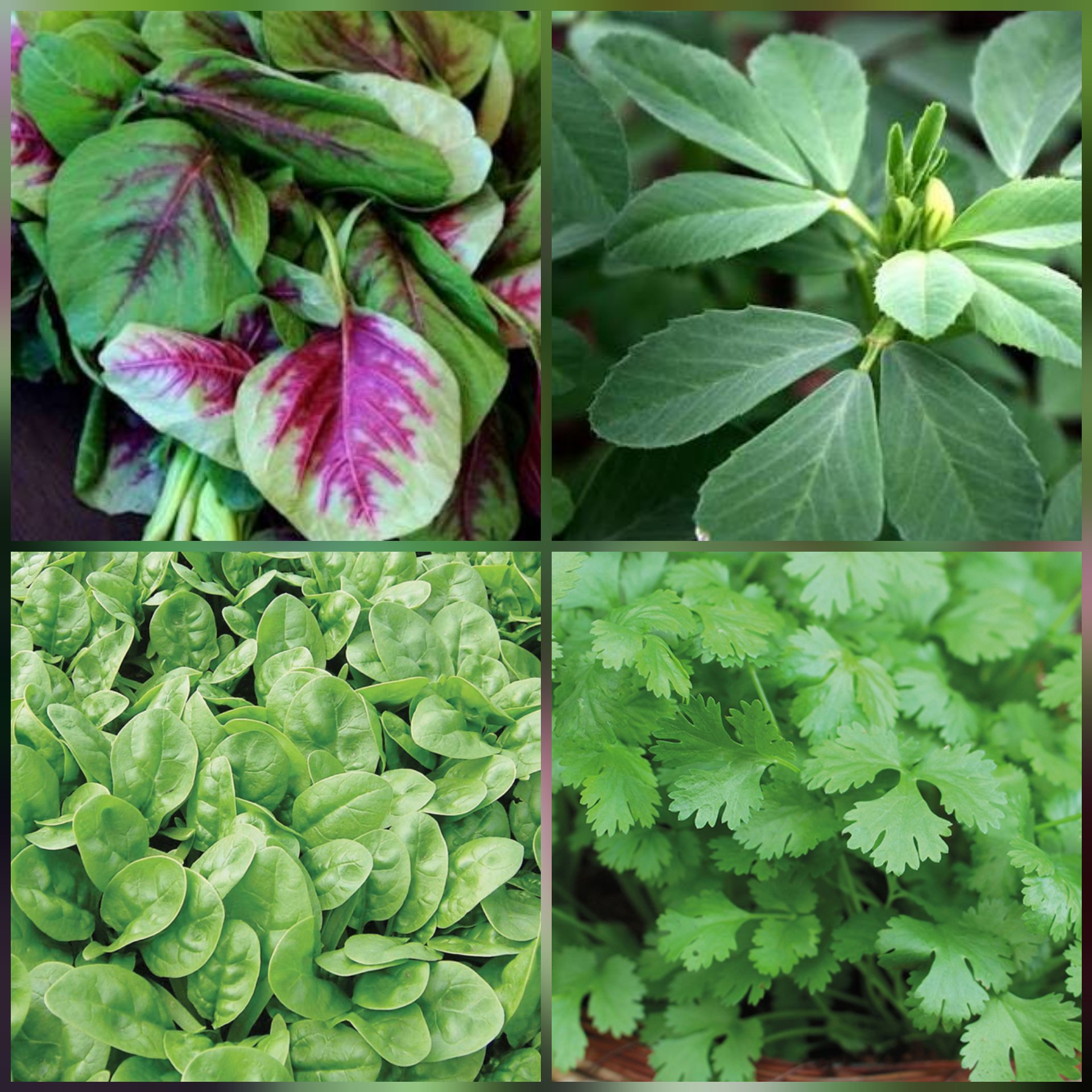 SHOP 360 GARDEN Combo spinach seeds - Leafy Vegetable (Four Varieties : 250 seeds Each) (B07DLFPCJH) Amazon Price History, Amazon Price Tracker