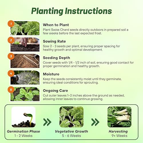 Miniatura 5 de Outsidepride Semillas de acelgas verdes para plantar verduras y microverdes, 1000 piezas de semillas vegetales bienales vibrantes, sabrosas y